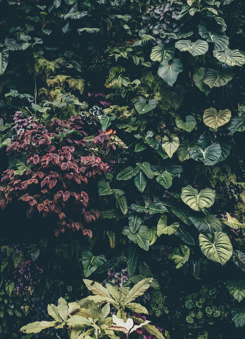 Botanical Garden Wedding