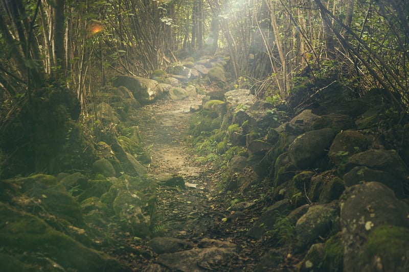 Woodland Forest