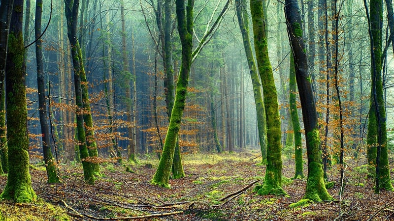 Mossy Forest Floor